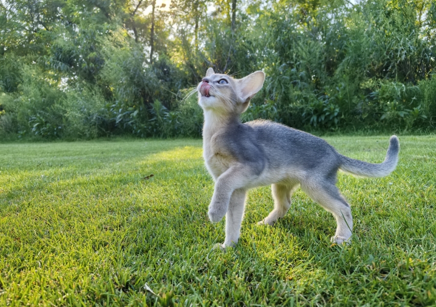 Photos taken by HUAWEI nova 13 Pro, demonstrating adjustable aperture